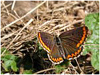 Mariposas de Asturias - Polyommatus icarus - Dos Puntos hembra, alas abiertas