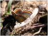 Mariposas de Asturias - Polyommatus icarus - Dos Puntos hembra