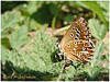 Mariposas de Asturias -Polyommatus icarus - Dos Puntos hembra, alas cerradas..