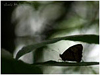 Mariposas de Asturias - En la penumbra del bosque, bajo un camuflaje casi perfecto, una saltacercas intenta pasar desapercibida..