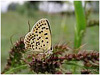 Mariposas de Asturias - lycaenidae 