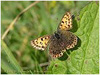 Mariposas de Asturias - lycaenidae - Lycaena tityrus - Manto oscuro hembra