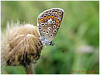 Mariposas de asturias, manto oscuro, perfil alas cerradas