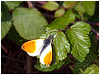 Mariposas de Asturias - Pieridae - Anthocharis cardamines - Musgosa