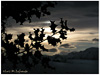 Campo de San Roque - Camino de Santiago Primitivo - Acebo con nevada al amanecer - Tineo - Asturias