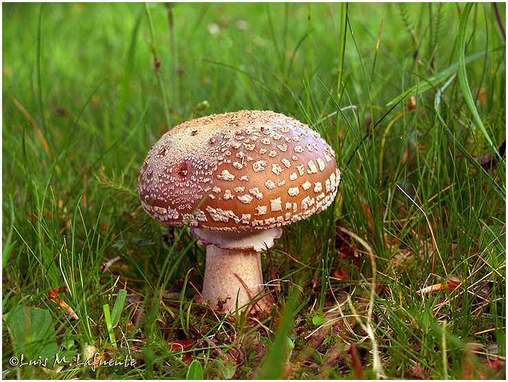 Amanita rubescens - Campo de San Roque - Tineo