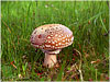 Campo de San Roque - Camino de Santiago Primitivo - Asturias - Amanita Rubescens - Tineo