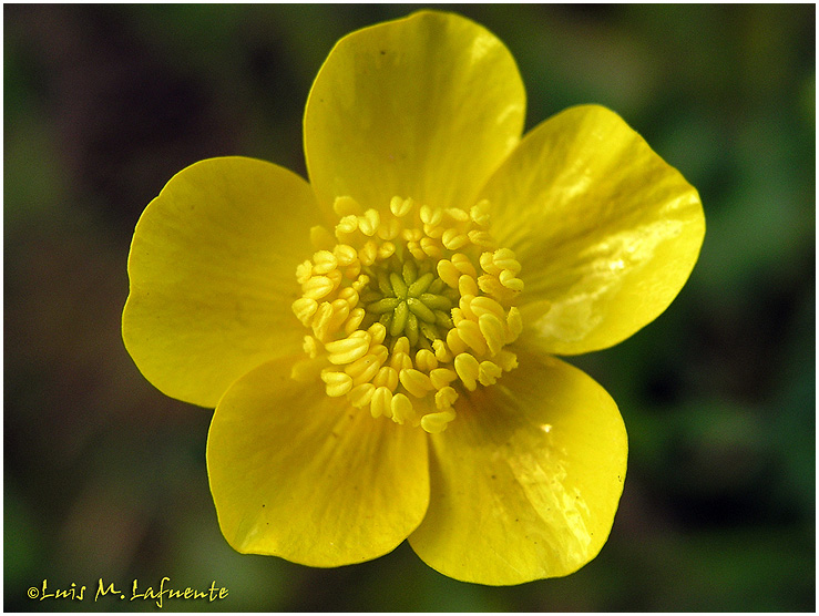 Campo de San Roque - Camino Primitivo a Santiago  - Asturias -  ranúnculaceas - Ranúnculus bulbosus - Tineo