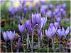 Campo de San Roque - Tineo - Asturias - Crocus..la alfombra azul..