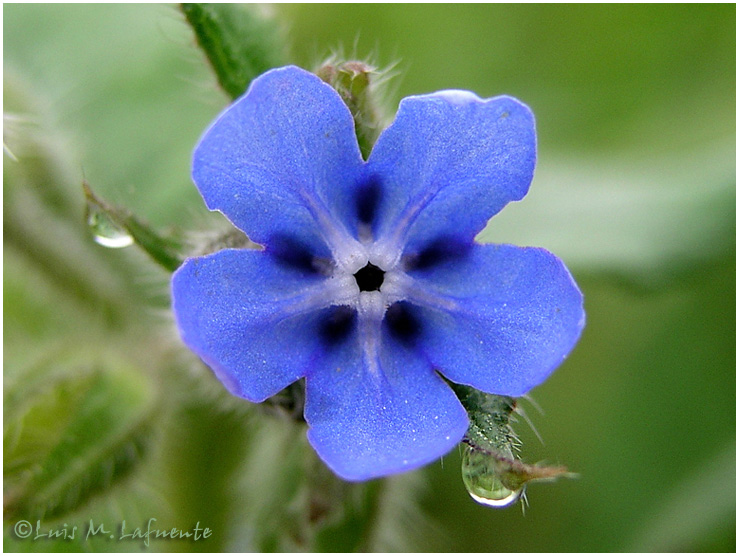 Azul - Campo de San Roque - Camino Primitivo a  Santiago - Tineo - Asturias