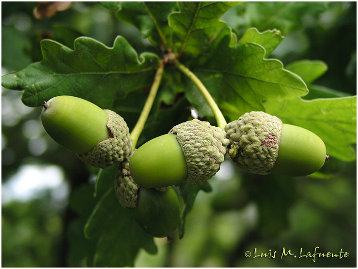 bellotas para las Ardillas del Campo de San Roque