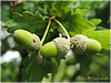 Campo de San Roque - Camino de Santiago Primitivo - Asturias - bellotas para las Ardillas del Campo de San Roque