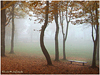 Campo de San Roque - Camino primitivo a Santiago - Asturias - Bosque en Otoño - Tineo