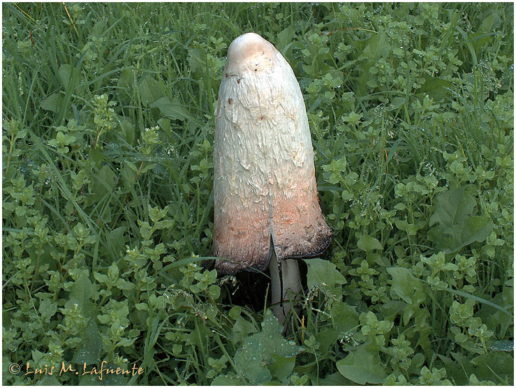 Coprinus comatus - Matacandil - Barbuda - Campo de San Roque - Tineo, Asturias