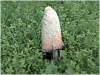 Campo de San Roque - Camino Primitivo de Santiago - Coprinus - Comatus - "Matacandiles" "Barbuda" - Tineo - Asturias