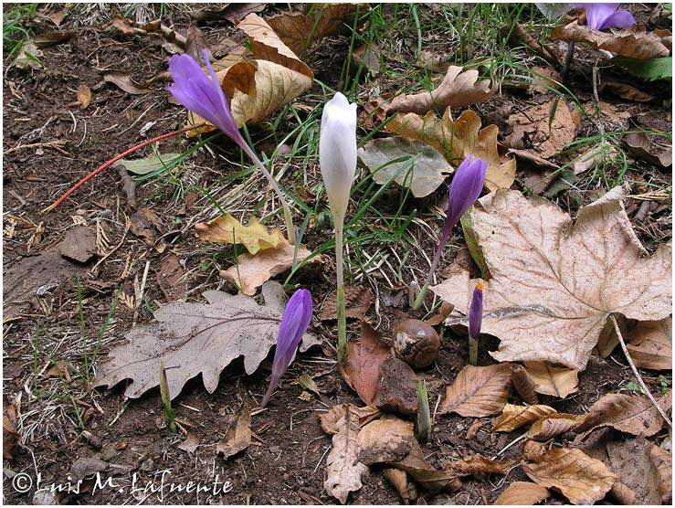 Crocus albiflorus, Azafrán blanco ( solo he visto un ejemplar en todo el Campo de San Roque)