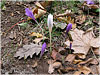 Campo de San Roque - Camino de Santiago Primitivo - Crocus albiflorus - Azafrán blanco - Tineo - Asturias