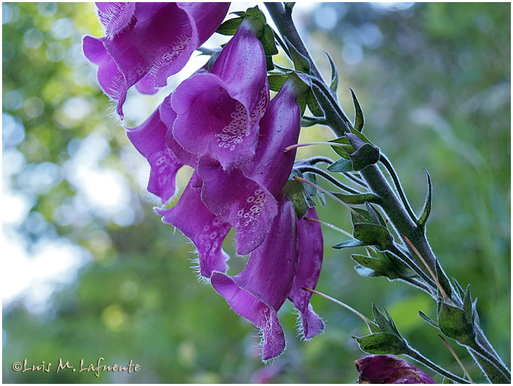 Digitalis purpúrea ( solo la vi florecer un año, en un talud de la parte alta, talud de Casa Etelvino)