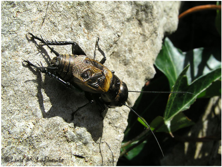 Grillo - Campo de San Roque - Tineo - Asturias