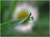 Campo de San Roque - Camino de Santiago Primitivo - Asturias - Margarita en gota de rocío