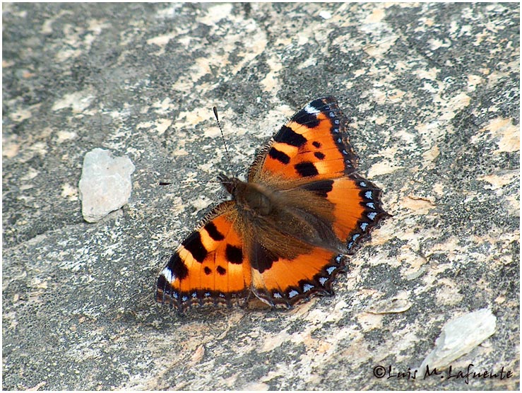 Campo de San Roque - Camino de Santiago Primitivo - Asturias - Ortiguera - Aglais urticae