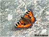 Campo de San Roque - Camino de Santiago Primitivo -  Ortiguera - Aglais urticae - Tineo - Asturias