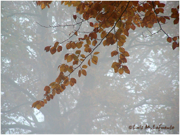 Campo de San Roque - Camino de Santiago Primitivo - Asturias - rama de haya en la niebla