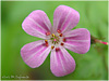 Campo de San Roque - Camino de Santiago Primitivo - Tineo - Asturias - Geranium robertianum